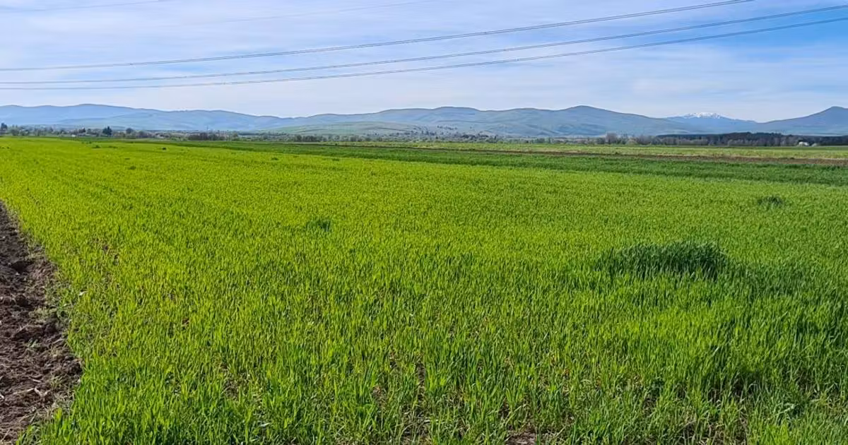 Teren agricol extravilan de vânzare de 8500 mp, în Reci