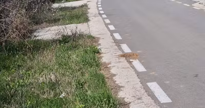 Teren Totoi