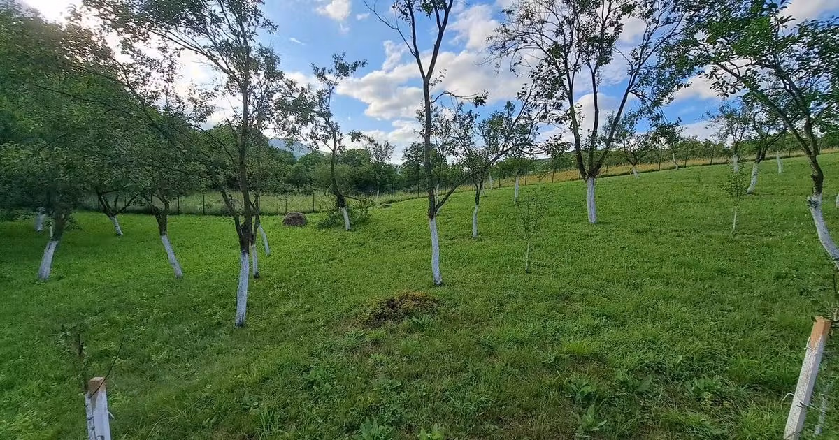 Teren Construcții intravilan de vânzare de 2400 mp, în Benic