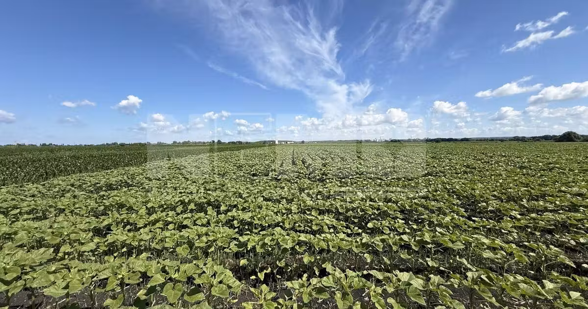 Teren agricol extravilan de vânzare de 4000 mp, în Rădăuți