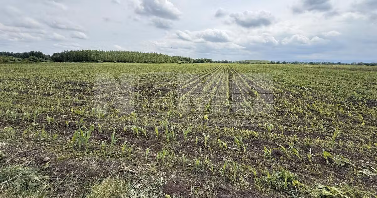 Teren agricol extravilan de vânzare de 3750 mp, în Rădăuți