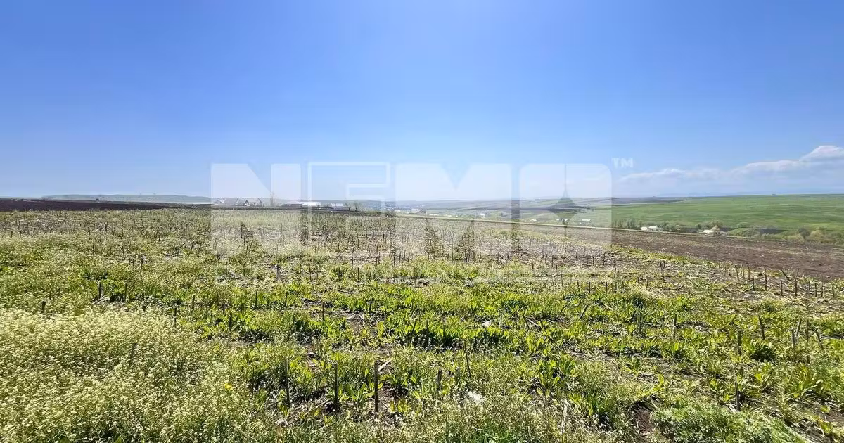 Teren agricol intravilan de vânzare de 2600 mp, în Moara