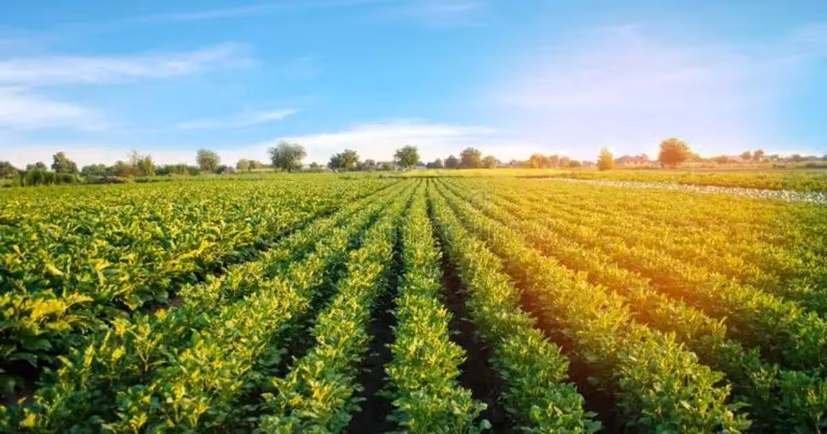 Teren agricol extravilan de vânzare de 1700 mp, în Ampoița