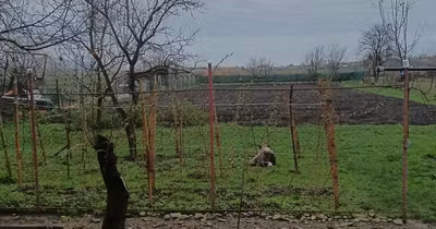 Casă Gornești