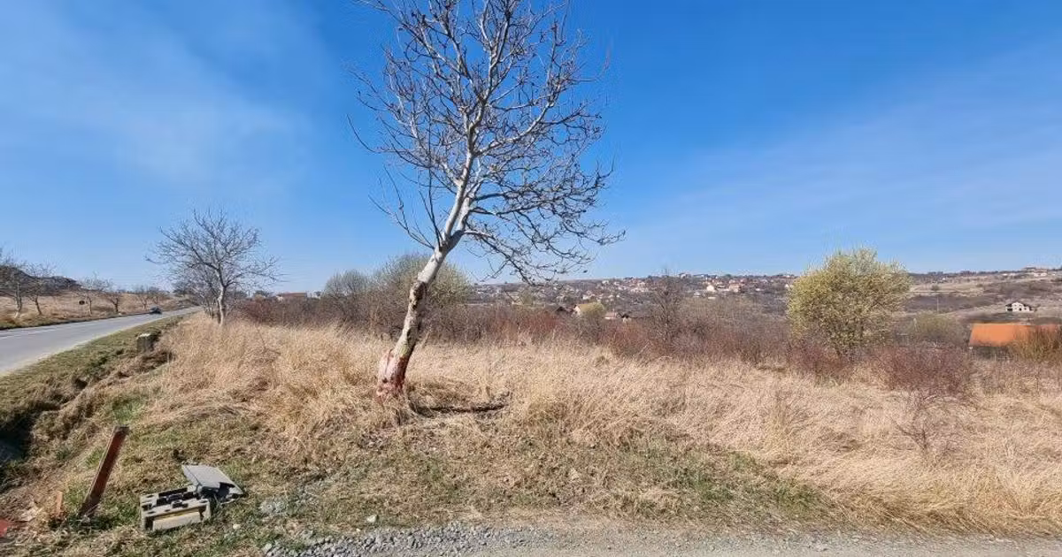 Teren Construcții intravilan de vânzare de 8000 mp, în Daia