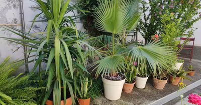 Apartament Central