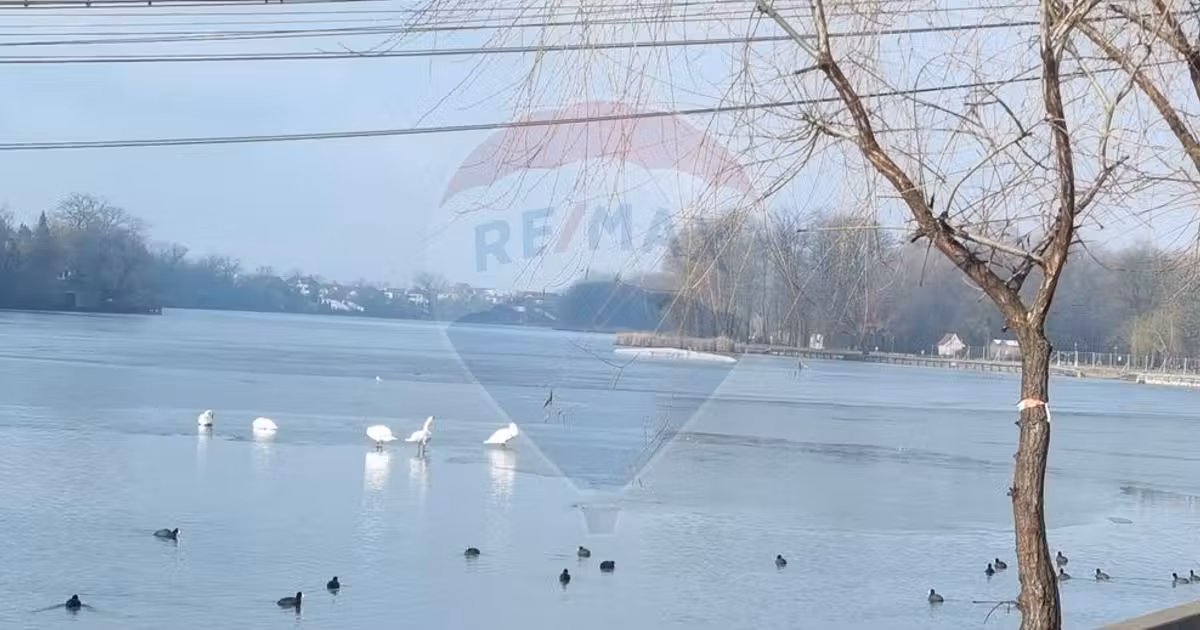 Teren intravilan de vânzare de 625 mp, în Mogoșoaia