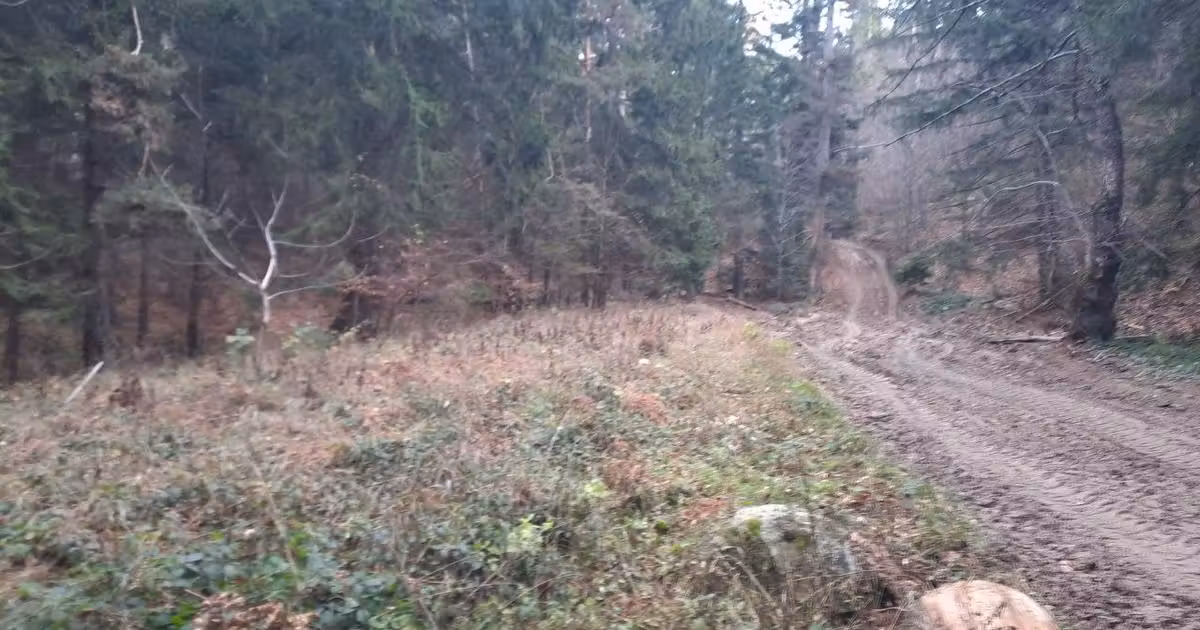 Teren agricol extravilan de vânzare de 2500 mp, în Vădurele (Alexandru cel Bun)