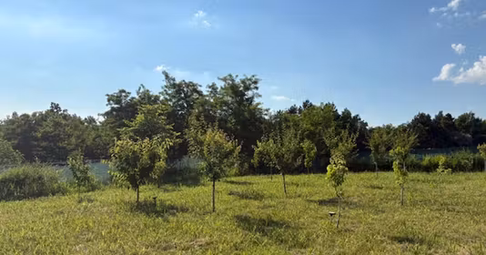 Teren Păcurari