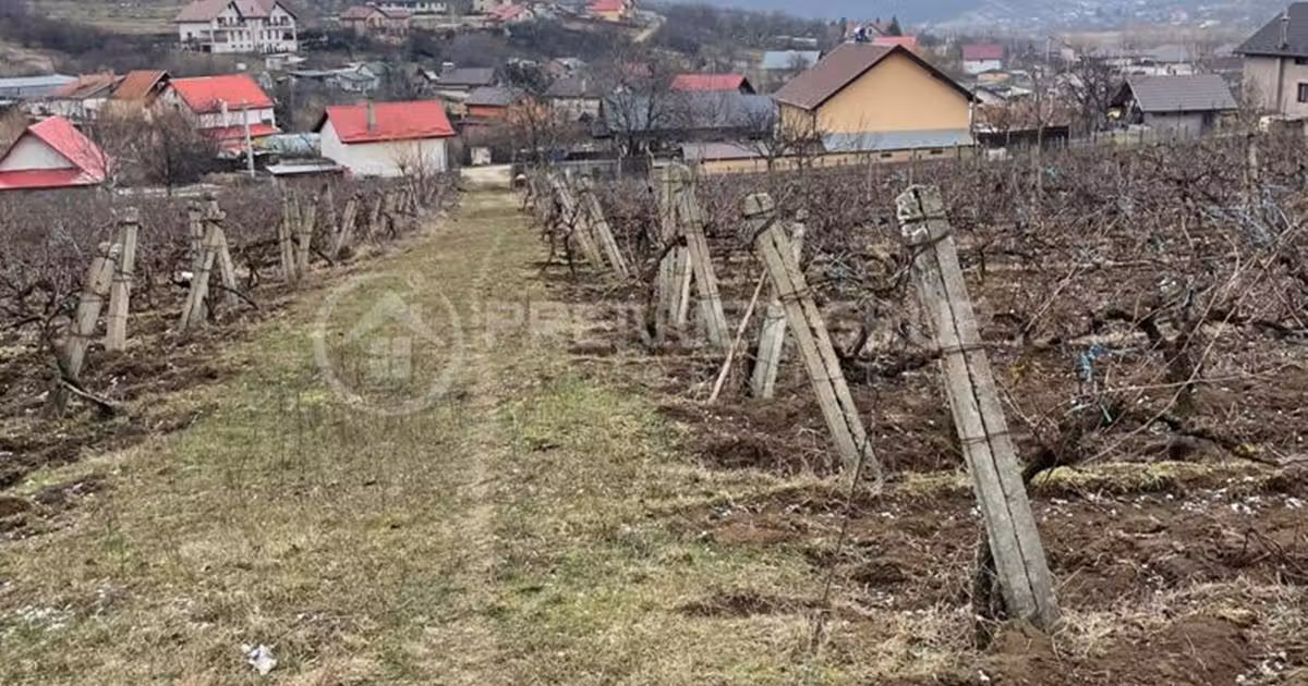 Teren Construcții intravilan de vânzare de 2617 mp, în Chicerea