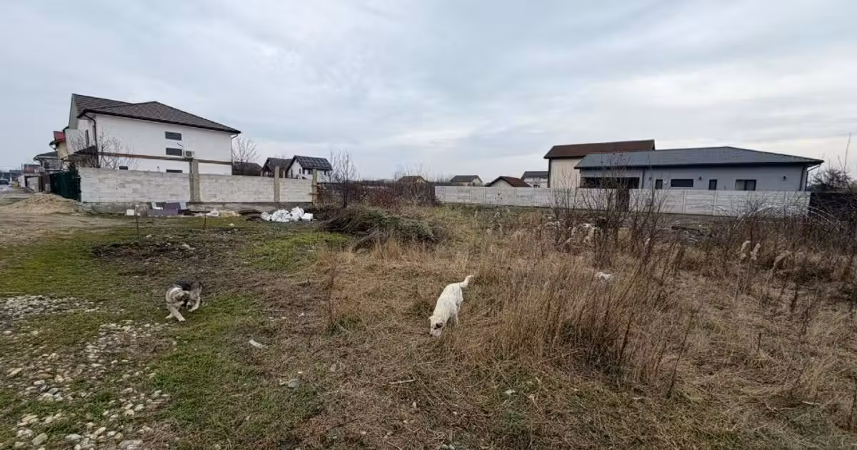 Teren Construcții intravilan de vânzare de 550 mp, în Cornetu