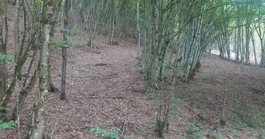 Teren Bulzeștii de Sus