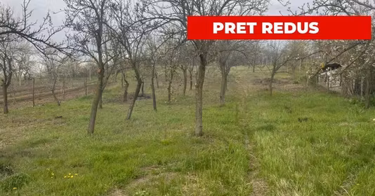 Teren Călinești