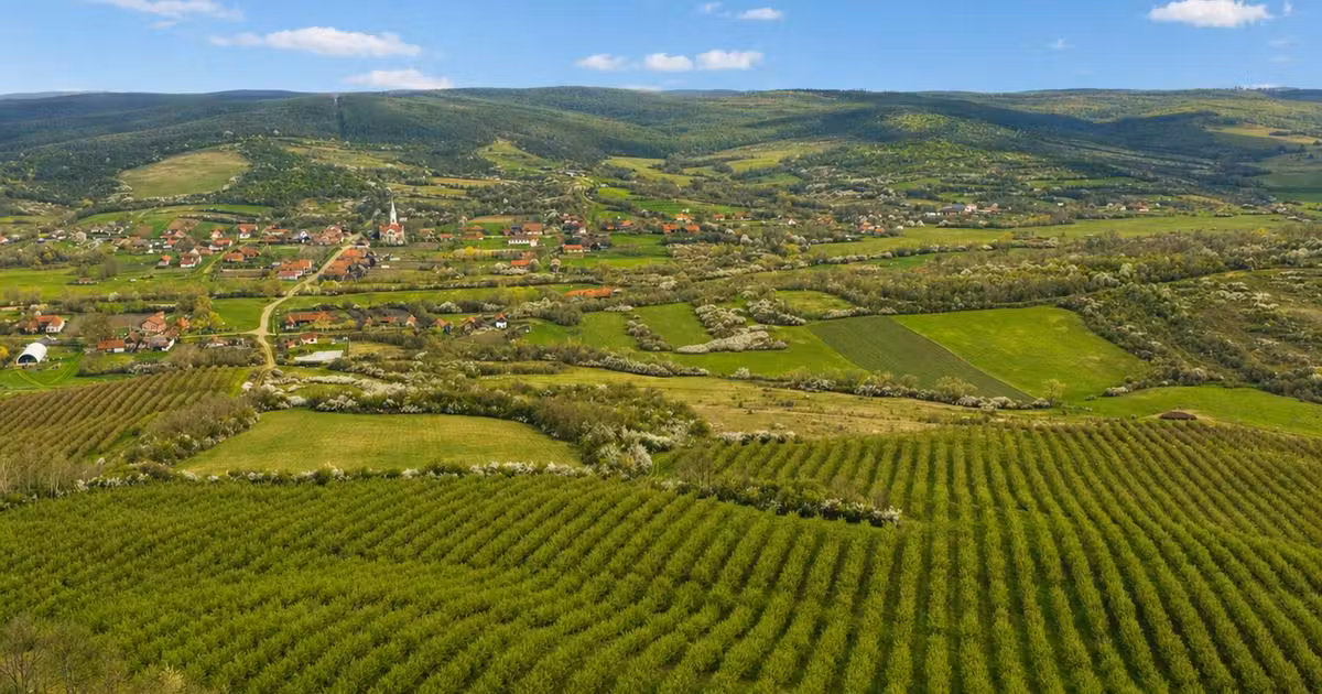 Teren agricol extravilan de vânzare de 196000 mp, în Brestovăț