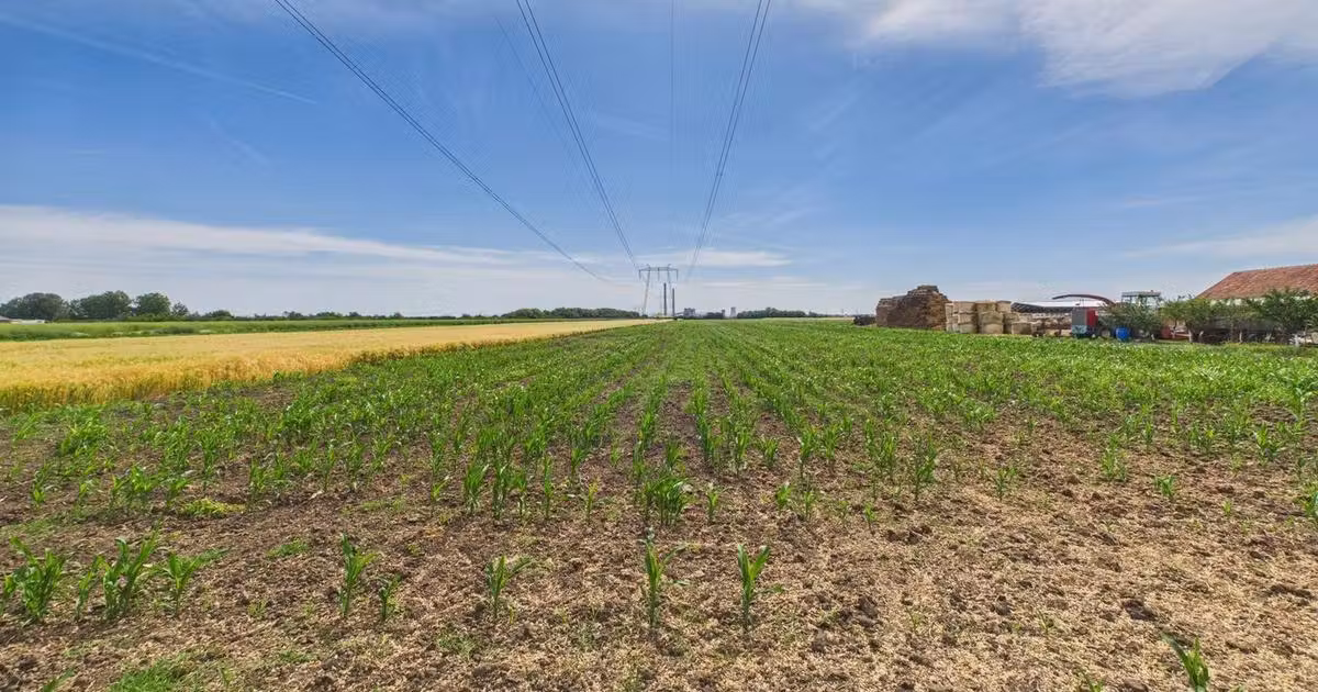 Teren agricol extravilan de vânzare de 5000 mp, în zona Gai, Arad