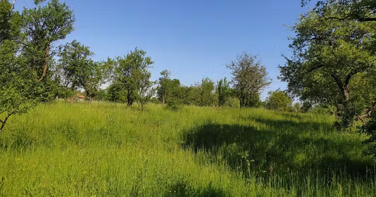 Teren Mărăști