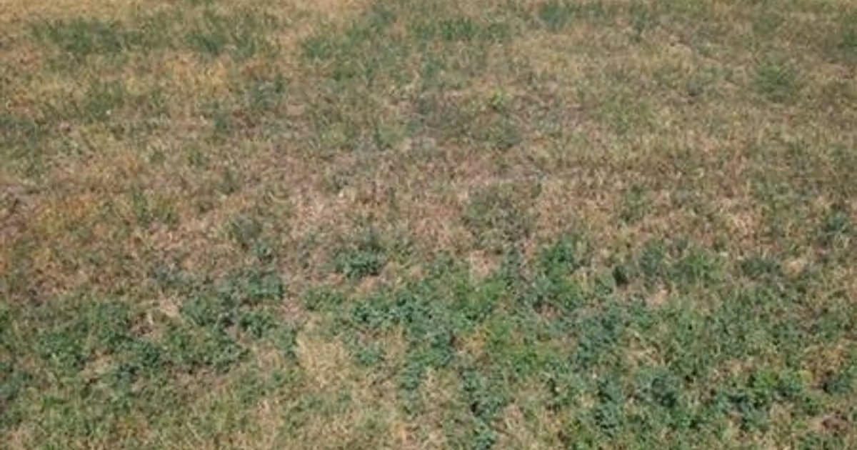 Teren intravilan de vânzare de 1360 mp, în Tamași
