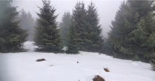 Teren Păltiniș