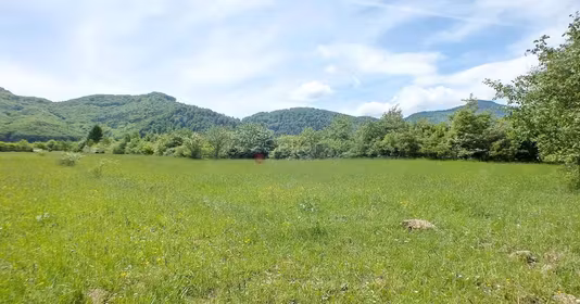 Teren Tohănița