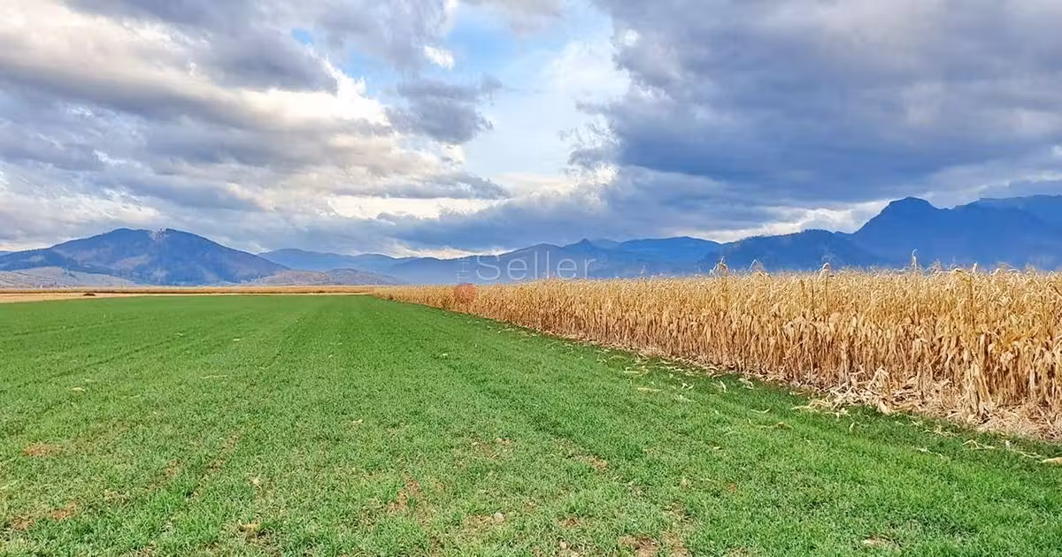 Teren agricol extravilan de vânzare de 8400 mp, în Tărlungeni