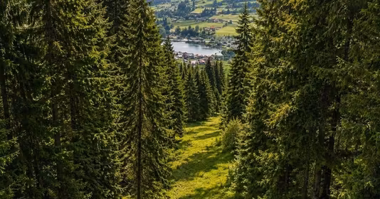 Teren Lunca Bradului