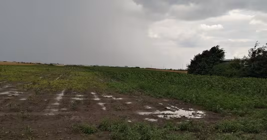 Teren Aradului