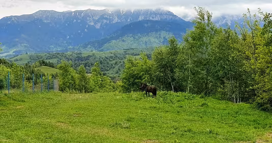 Teren Peștera