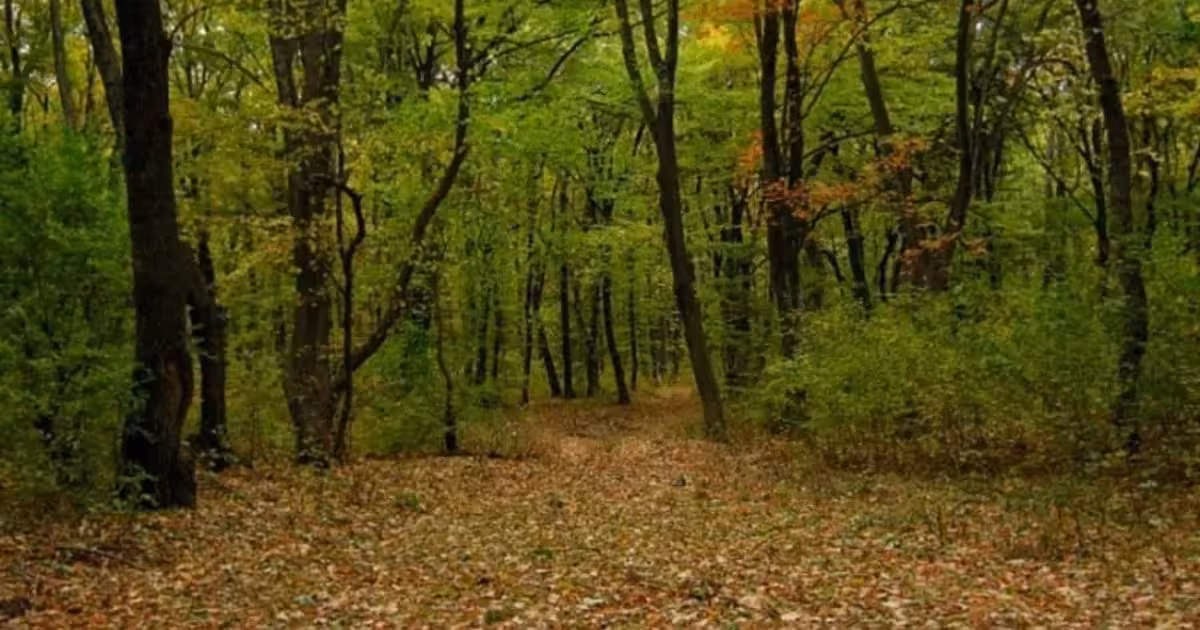 Teren agricol extravilan de vânzare de 6500000 mp, în Slobozia Mândra