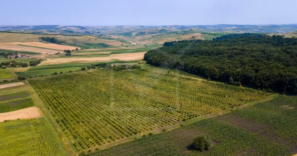 Teren intravilan de vânzare de 78200 mp, în Frata