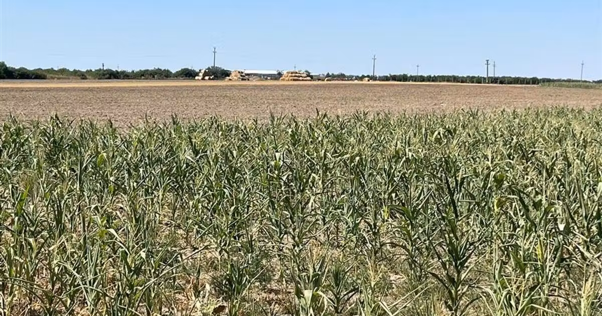 Teren agricol extravilan de vânzare de 18100 mp, în Tinca