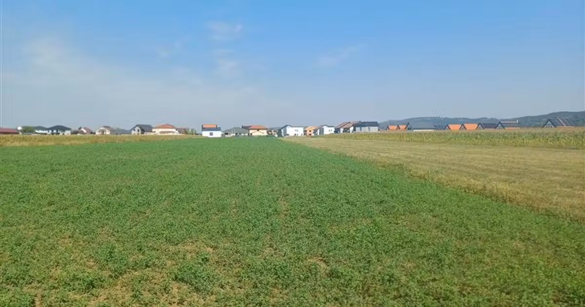 Teren agricol intravilan de vânzare de 2500 mp, în Tălmaciu