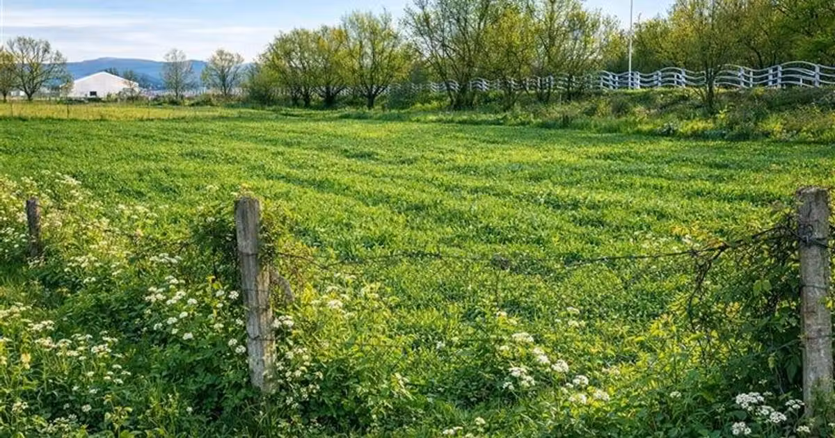 Teren Construcții intravilan de vânzare de 1450 mp, în zona Lunca Oltului, Sfântu Gheorghe