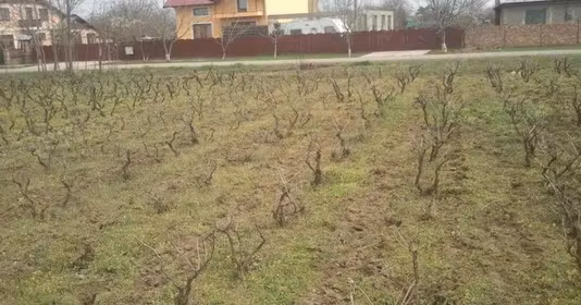Teren Chiscani