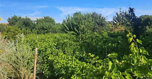Casă Chiscani