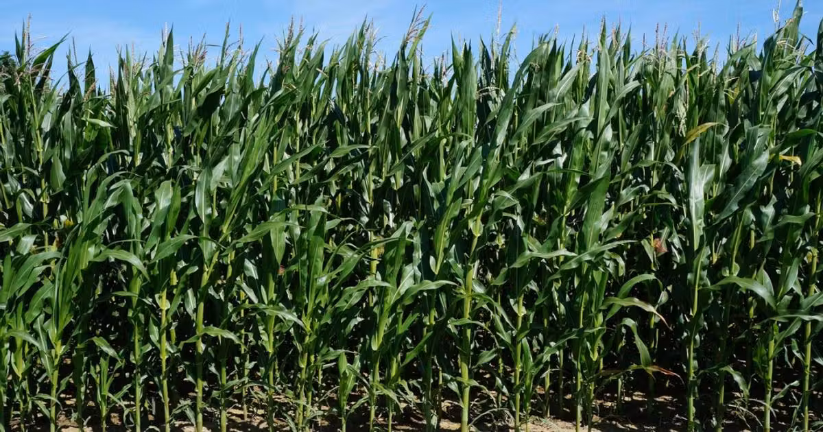 Teren agricol extravilan de vânzare de 8700 mp, în zona Exterior Nord, Brașov
