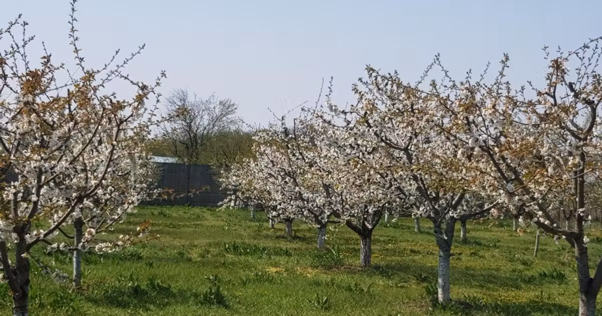 Teren Construcții intravilan de vânzare de 4648 mp, în Petrești