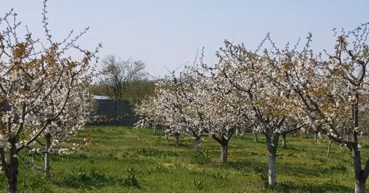 Teren Petrești
