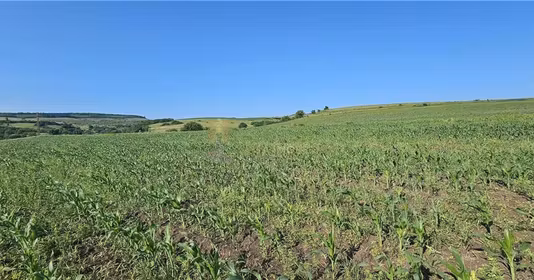 Teren Suceagu