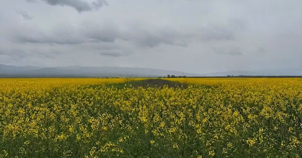 Teren agricol extravilan de vânzare de 5050 mp, în Câmpineanca