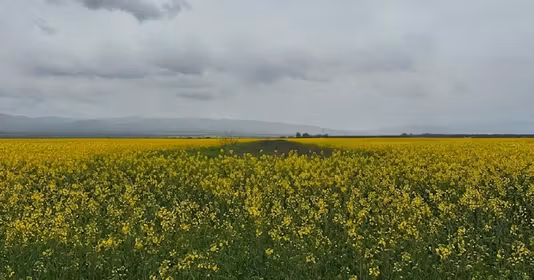 Teren Câmpineanca