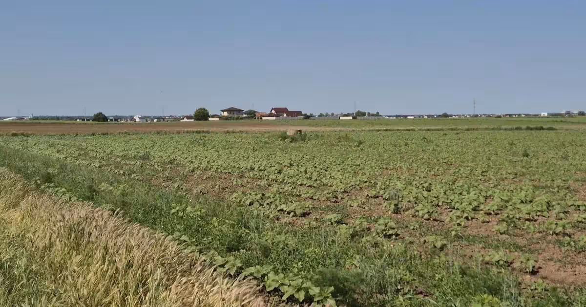 Teren agricol extravilan de vânzare de 5000 mp, în Berceni