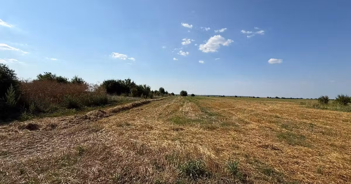 Teren Construcții intravilan de vânzare de 5000 mp, în Dârza