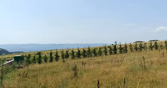 Teren Mărăști