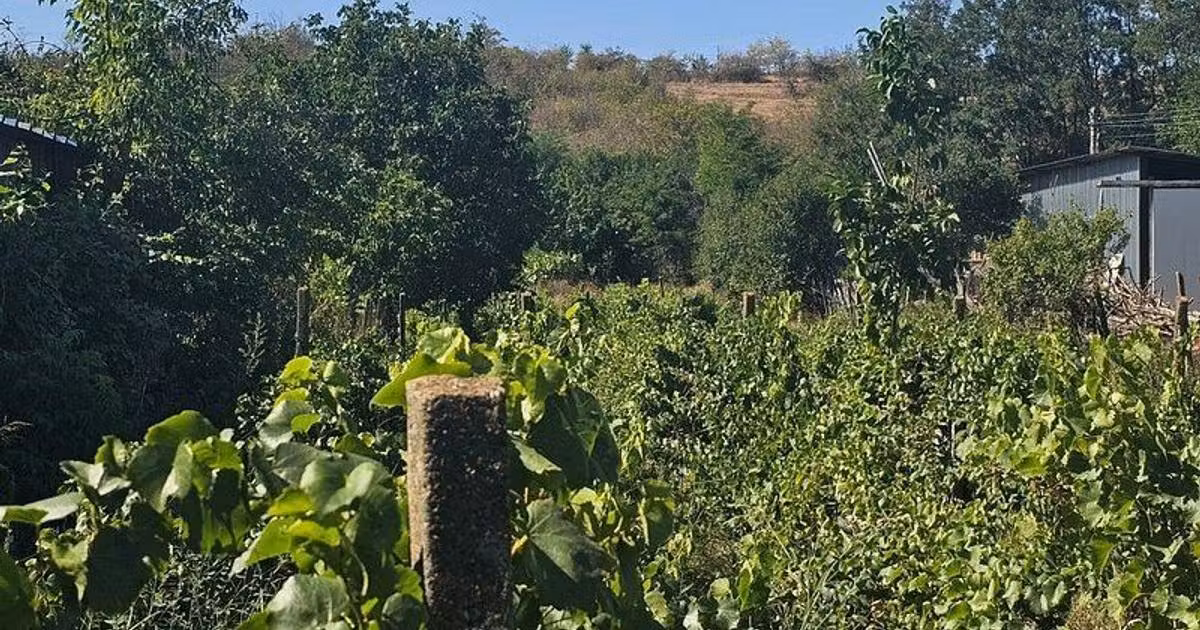 Teren agricol intravilan de vânzare de 1800 mp, în Fârțănești
