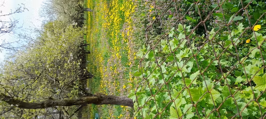 Casă Mislea