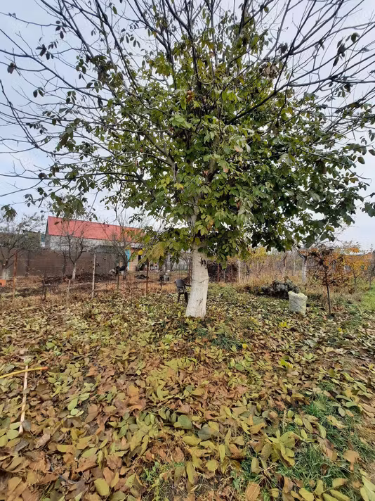 Casă Plopi