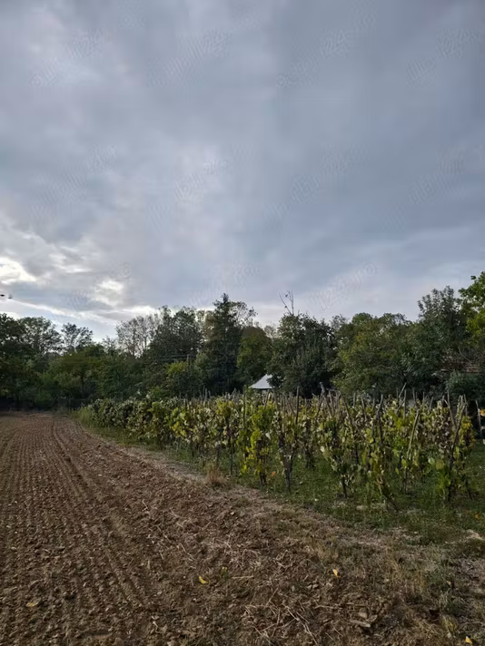 Casă Barla