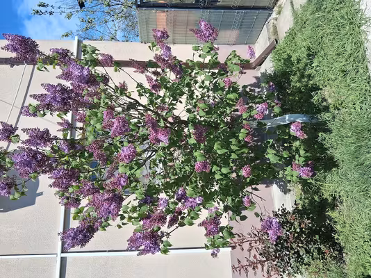 Apartament Sud