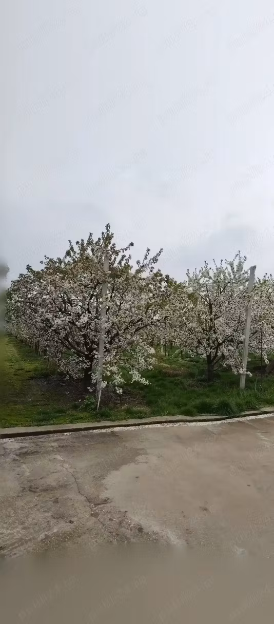 Casă Zimnicea