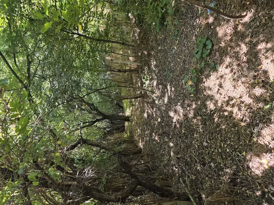 Casă Steaua Dunarii